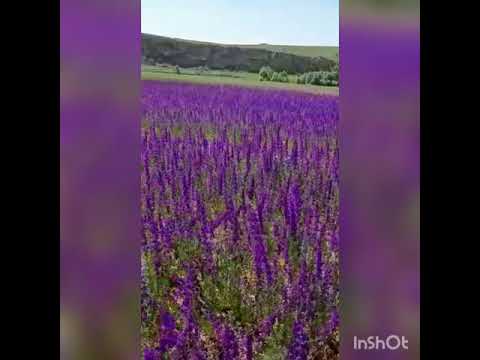 Цветущее  поле
