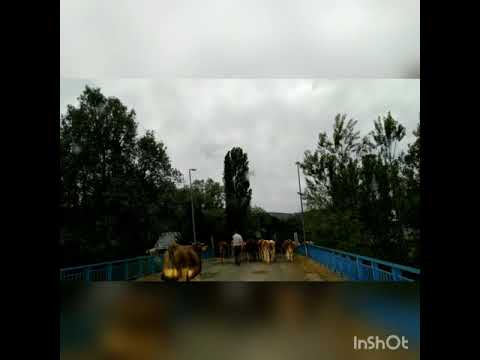 Пробка из коров в горах Турции