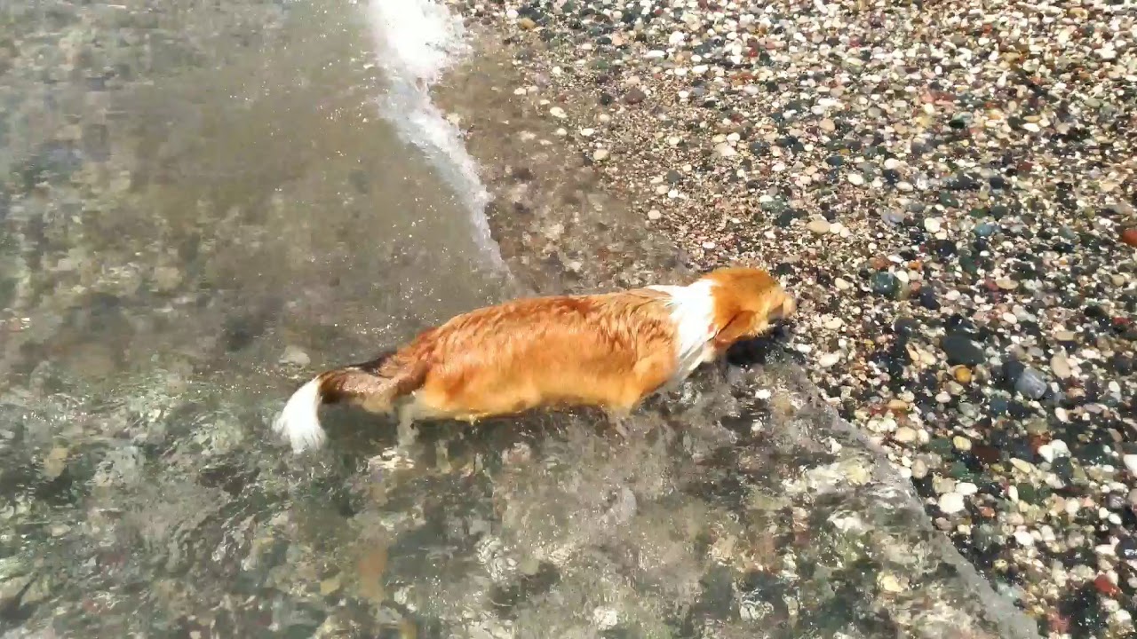 Финике 2