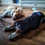 Рассказ о корги Пешка: Два корги спят на деревянном полу в комнате, глаза закрыты.