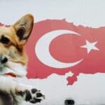 Собака корги на фоне карты Турции с изображением флага.