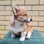 Щенок корги сидит на зелёной клетчатой скатерти у кирпичной стены.