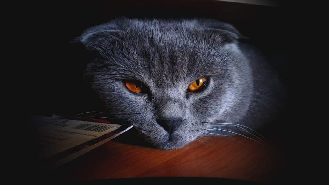 Котёнок с аксессуарами для содержания