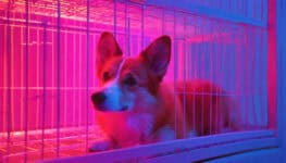 Нужен ли специальный лежак для вельш корги пемброк в квартире? Как выбрать лежак