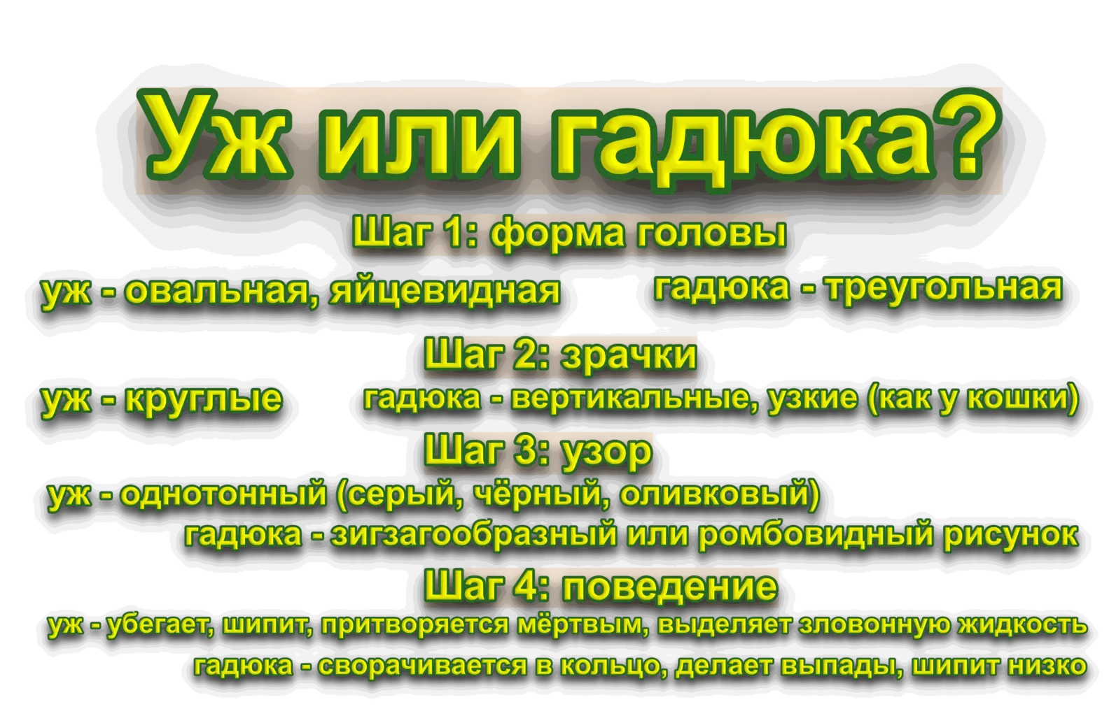 Распознать ужа и гадюку: пошаговый алгоритм
